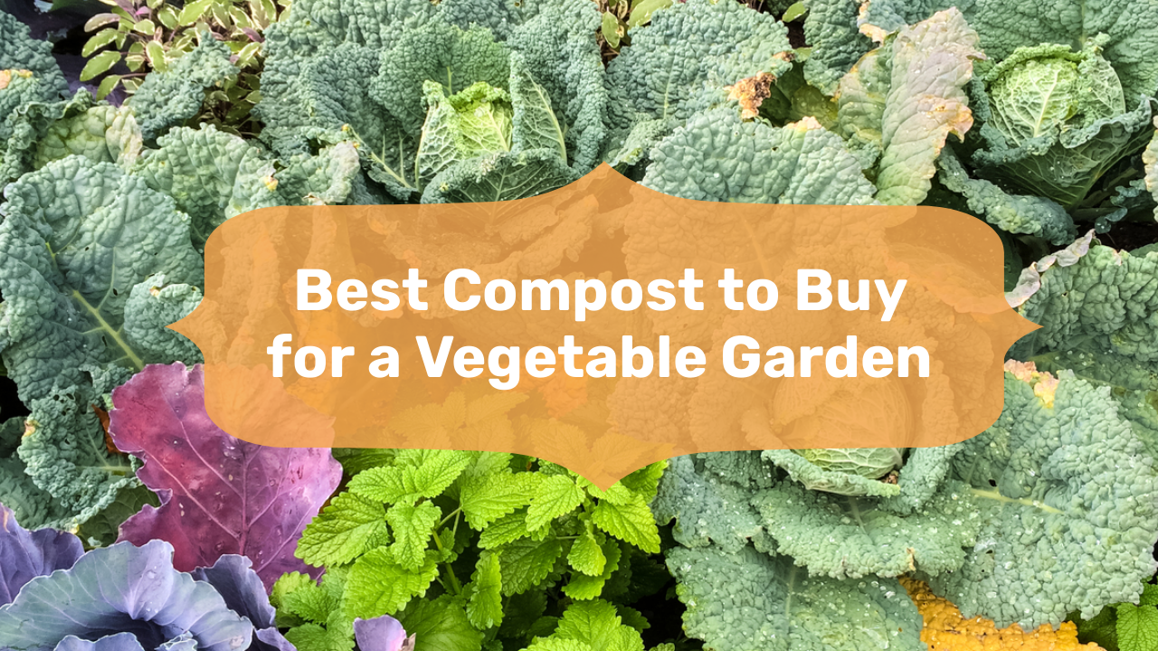 Best Compost to Buy for a Vegetable Garden