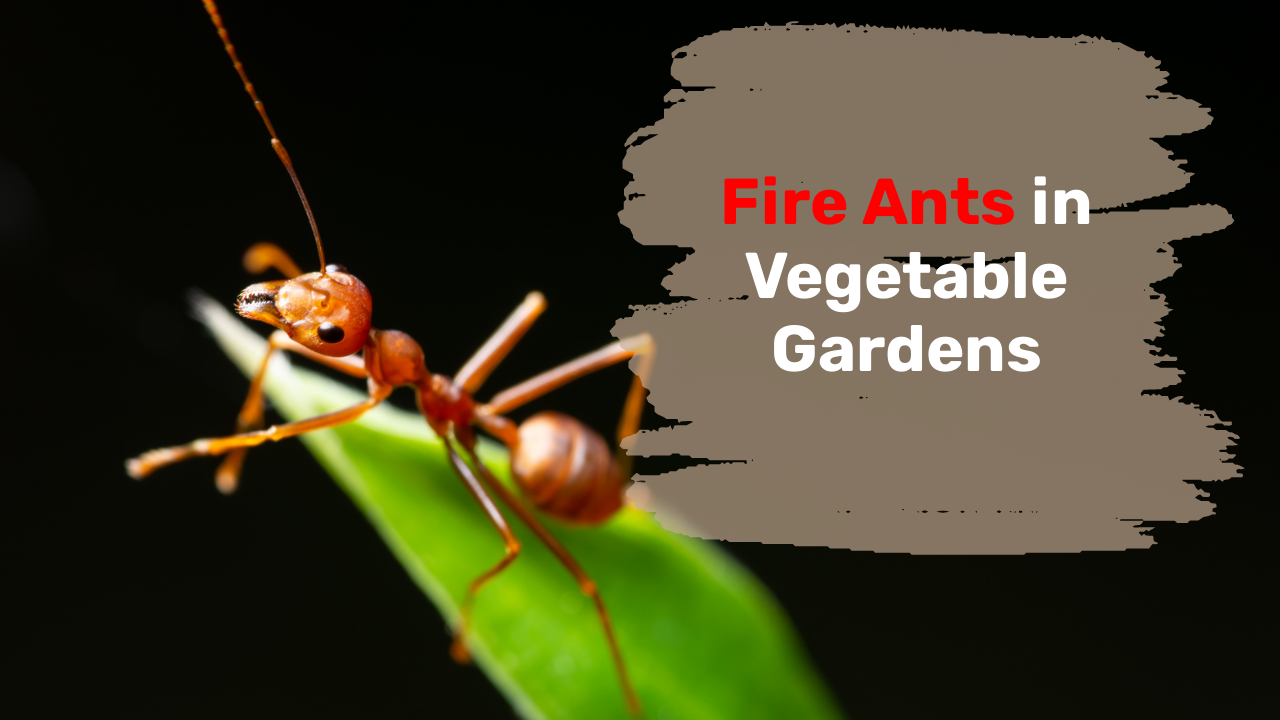 Fire Ants in Vegetable Gardens