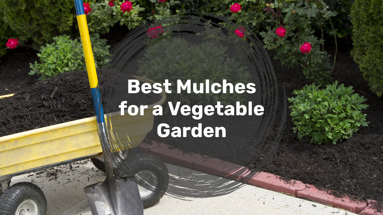 Best Mulches for a Vegetable Garden