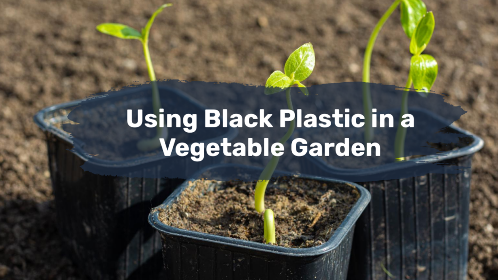 Using Black Plastic in a Vegetable Garden